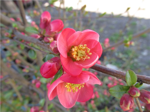 chaenomeles